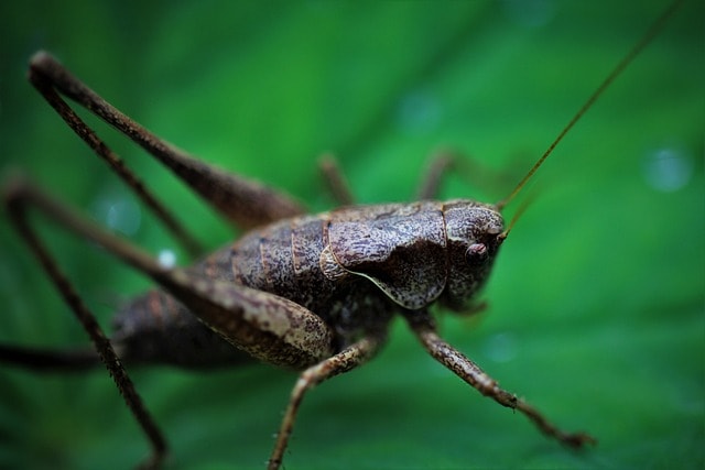 grasshopper, insect, beetle